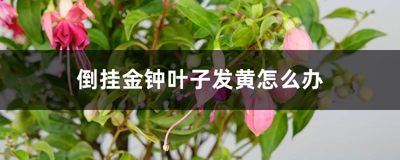 倒挂金钟叶子发黄怎么办 倒挂金钟叶子发黄怎么办