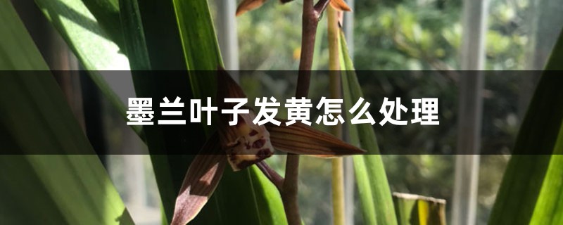 墨兰叶子发黄怎么处理 墨兰叶子发黄怎么处理