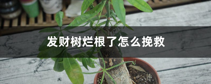 发财树烂根了怎么挽救，严重烂根怎么办