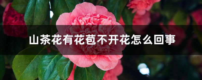 山茶花有花苞不开花怎么回事,有花苞时怎样施肥和管理 山茶花有花苞不开花怎么回事,有花苞时怎样施肥和管理