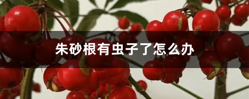 朱砂根有虫子了怎么办 朱砂根有虫子了怎么办