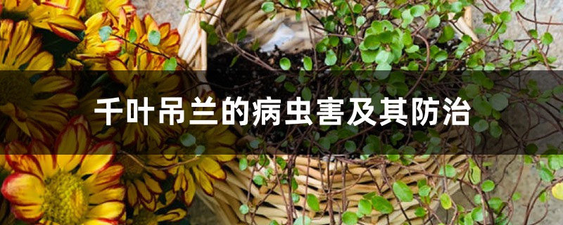 千叶吊兰的病虫害及其防治 千叶吊兰的病虫害及其防治