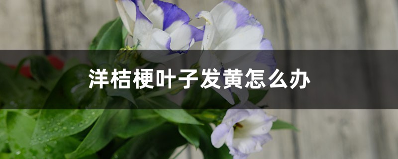 洋桔梗叶子发黄怎么办 洋桔梗叶子发黄怎么办