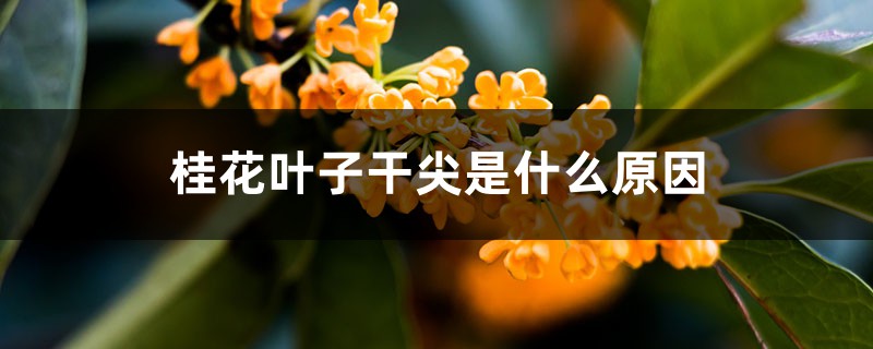 桂花叶子干尖是什么原因 桂花叶子干尖是什么原因