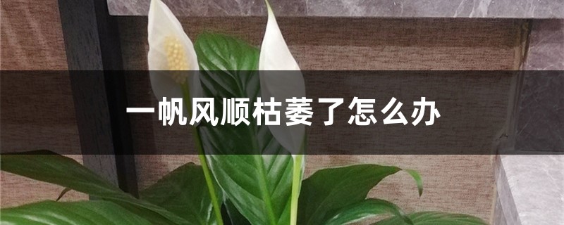 一帆风顺枯萎了怎么办 一帆风顺枯萎了怎么办