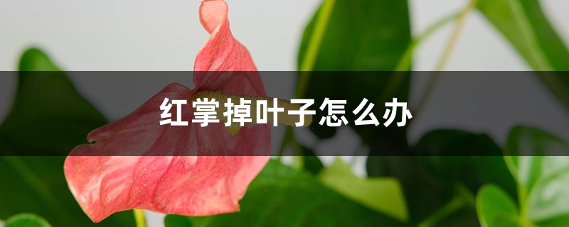 红掌掉叶子怎么办 红掌掉叶子怎么办