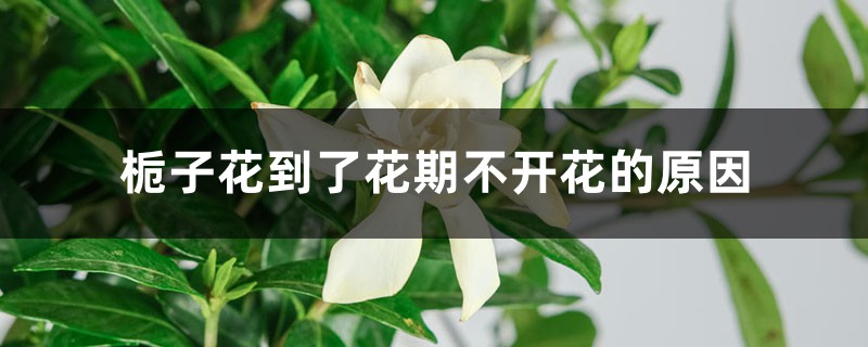 栀子花到了花期不开花的原因,怎么促使开花 栀子花到了花期不开花的原因,怎么促使开花