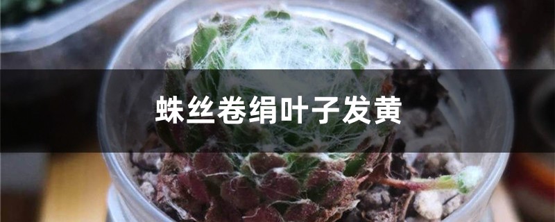 蛛丝卷绢黄叶的原因和处理办法 蛛丝卷绢黄叶的原因和处理办法