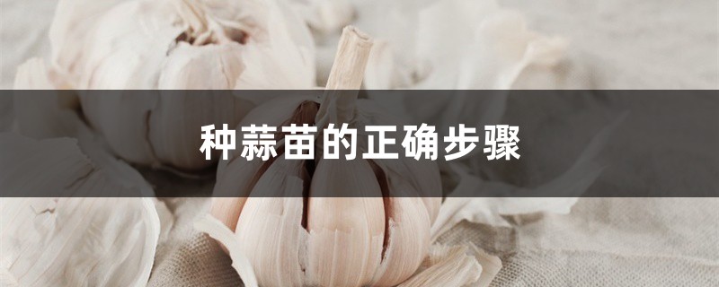 种蒜苗的正确步骤 种蒜苗的正确步骤