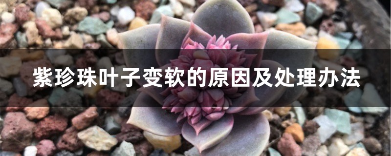 紫珍珠叶子变软的原因及处理办法 紫珍珠叶子变软的原因及处理办法