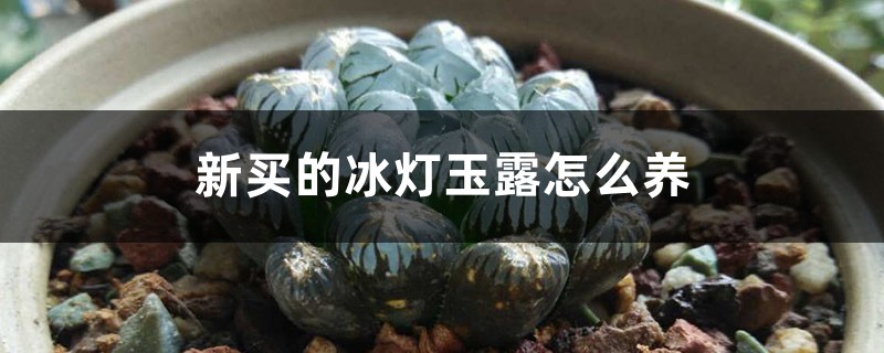 新买的冰灯玉露怎么养 新买的冰灯玉露怎么养
