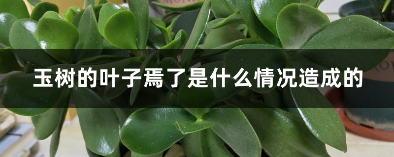 玉树的叶子焉了是什么情况造成的 玉树的叶子焉了是什么情况造成的