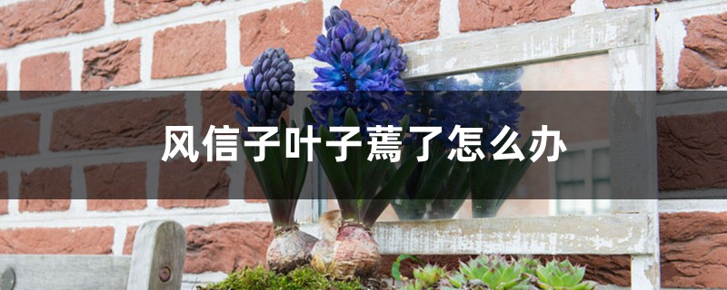 风信子叶子蔫了怎么办 风信子叶子蔫了怎么办