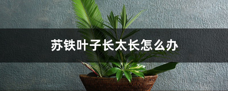 苏铁叶子长太长怎么办 苏铁叶子长太长怎么办