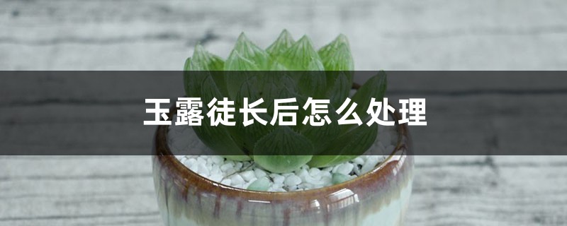 玉露徒长后怎么处理 玉露徒长后怎么处理