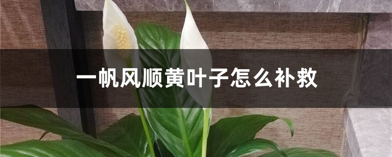 一帆风顺黄叶子怎么补救,黄叶的原因 一帆风顺黄叶子怎么补救,黄叶的原因