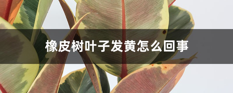 橡皮树叶子发黄怎么回事,怎么补救 橡皮树叶子发黄怎么回事,怎么补救