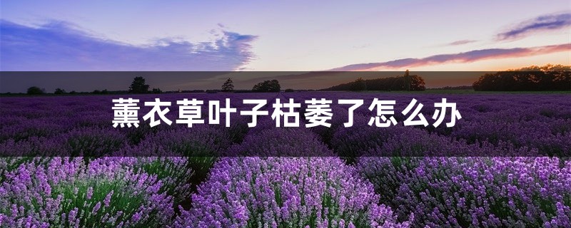 薰衣草叶子枯萎了怎么办,薰衣草叶子干枯 薰衣草叶子枯萎了怎么办,薰衣草叶子干枯