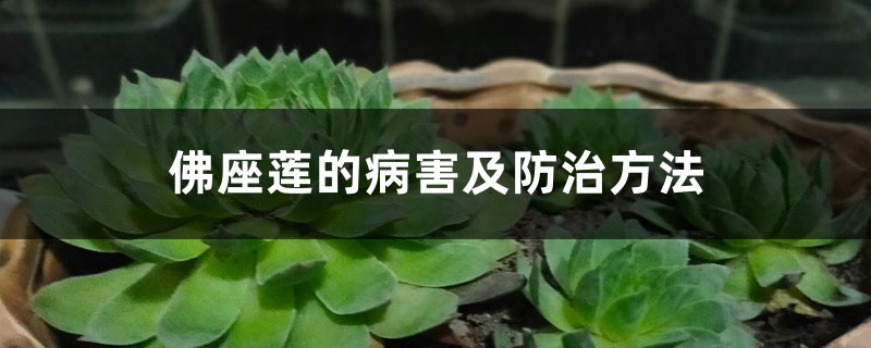 佛座莲的病害及防治方法 佛座莲的病害及防治方法