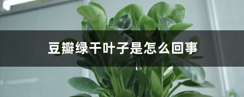 豆瓣绿干叶子是怎么回事 豆瓣绿干叶子是怎么回事