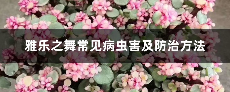 雅乐之舞常见病虫害及防治方法 雅乐之舞常见病虫害及防治方法