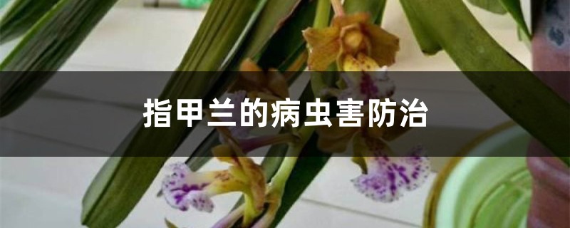 指甲兰的病虫害防治 指甲兰的病虫害防治