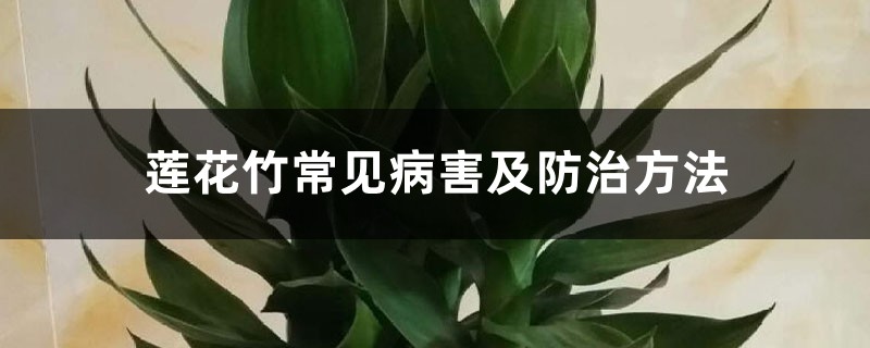 莲花竹常见病害及防治方法 莲花竹常见病害及防治方法