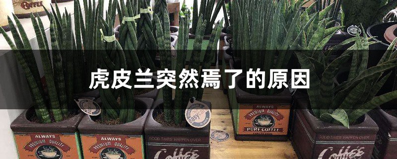 虎皮兰突然焉了的原因,怎么办 虎皮兰突然焉了的原因,怎么办