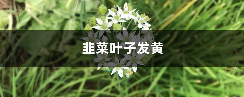 韭菜黄叶的原因和处理办法 韭菜黄叶的原因和处理办法