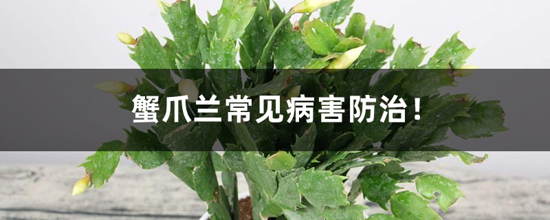 蟹爪兰常见病害防治! 蟹爪兰常见病害防治!