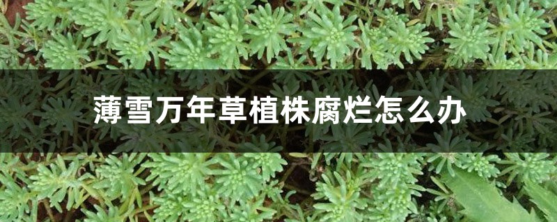 薄雪万年草植株腐烂怎么办 薄雪万年草植株腐烂怎么办