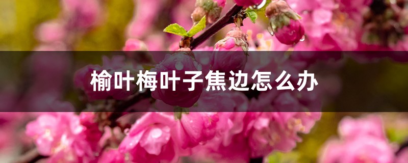 榆叶梅叶子焦边怎么办 榆叶梅叶子焦边怎么办