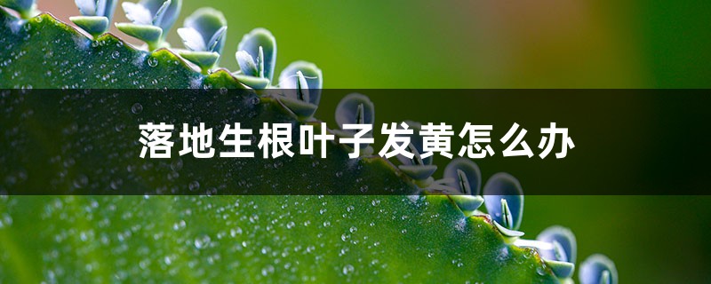 落地生根叶子发黄怎么办 落地生根叶子发黄怎么办