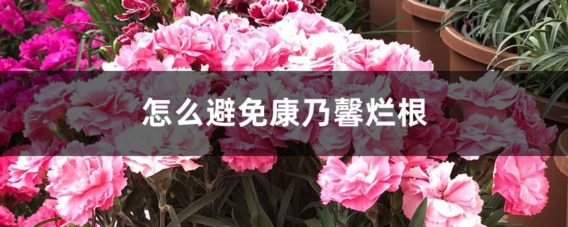 怎么避免康乃馨烂根 怎么避免康乃馨烂根