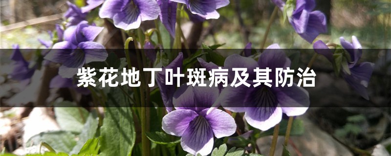 紫花地丁叶斑病及其防治 紫花地丁叶斑病及其防治