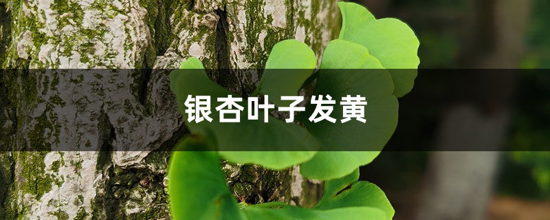 银杏黄叶的原因和处理办法 银杏黄叶的原因和处理办法