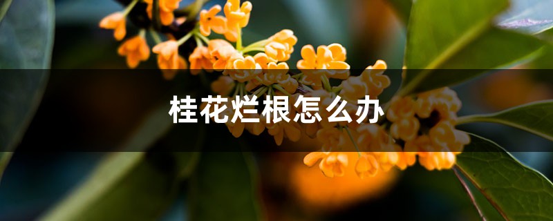 桂花烂根怎么办 桂花烂根怎么办