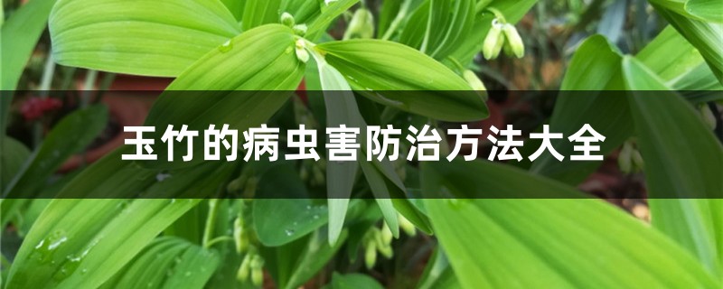 玉竹的病虫害防治方法大全 玉竹的病虫害防治方法大全