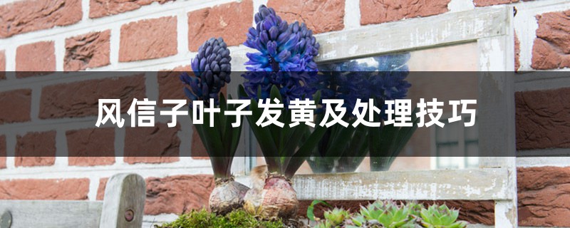 风信子叶子发黄及处理技巧 风信子叶子发黄及处理技巧