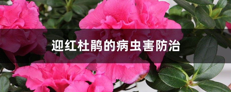 迎红杜鹃的病虫害防治 迎红杜鹃的病虫害防治