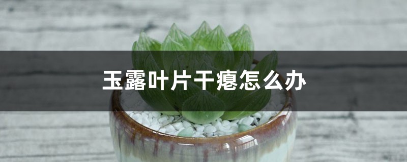 玉露叶片干瘪怎么办 玉露叶片干瘪怎么办