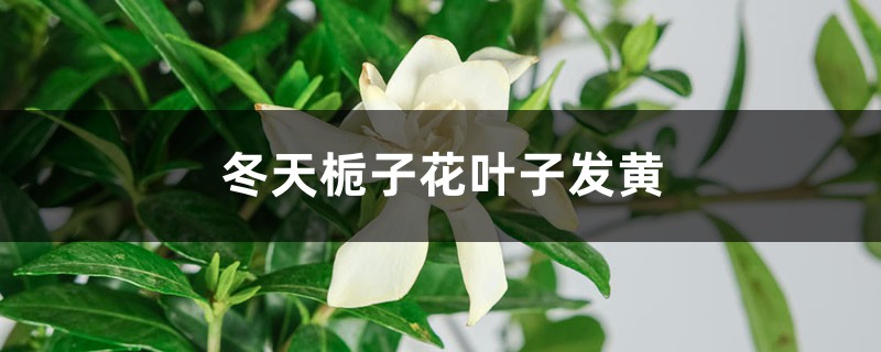 冬天栀子花叶子发黄 冬天栀子花叶子发黄