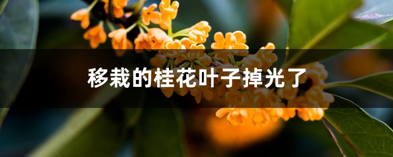 移栽的桂花叶子掉光了怎么回事 移栽的桂花叶子掉光了怎么回事