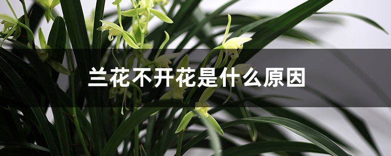兰花不开花是什么原因 兰花不开花是什么原因