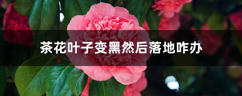 茶花叶子变黑然后落地咋办 茶花叶子变黑然后落地咋办