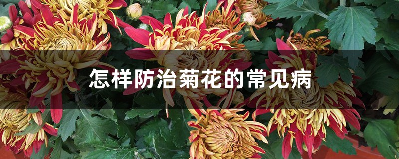怎样防治菊花的常见病 怎样防治菊花的常见病