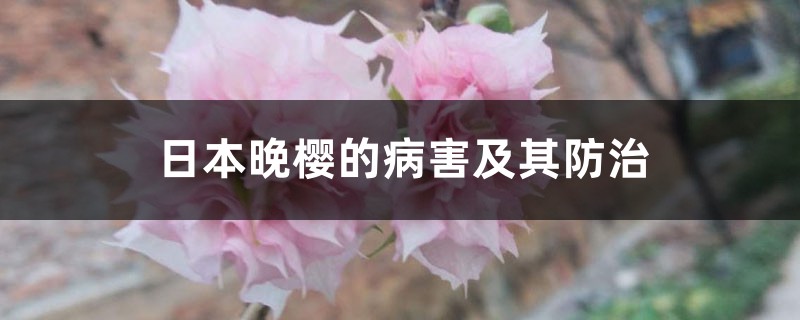 日本晚樱的病害及其防治 日本晚樱的病害及其防治