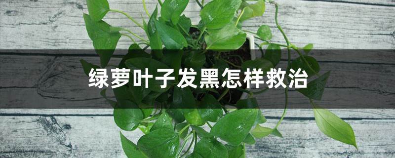 绿萝叶子发黑怎样救治 绿萝叶子发黑怎样救治