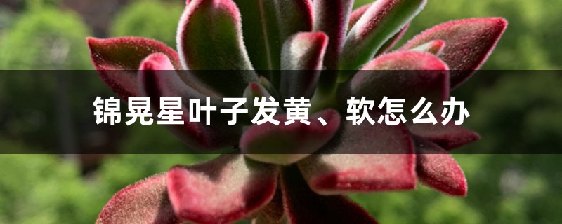 锦晃星叶子发黄、软怎么办 锦晃星叶子发黄、软怎么办