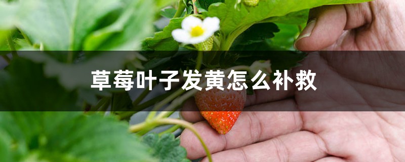 草莓叶子发黄怎么补救 草莓叶子发黄怎么补救